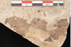 Foto (Detailansicht) von Glyptostrobus europaeus Brongniart (NHMW-GEO-2024-0188-11398)